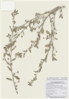 藏品(金午時花)的圖片